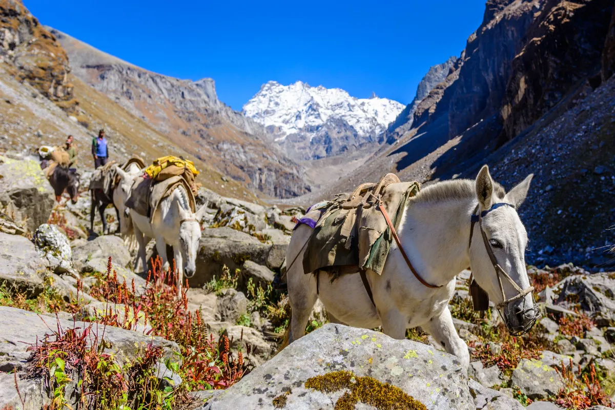 Domestic Mountain horses carrying goods in the Himalayas