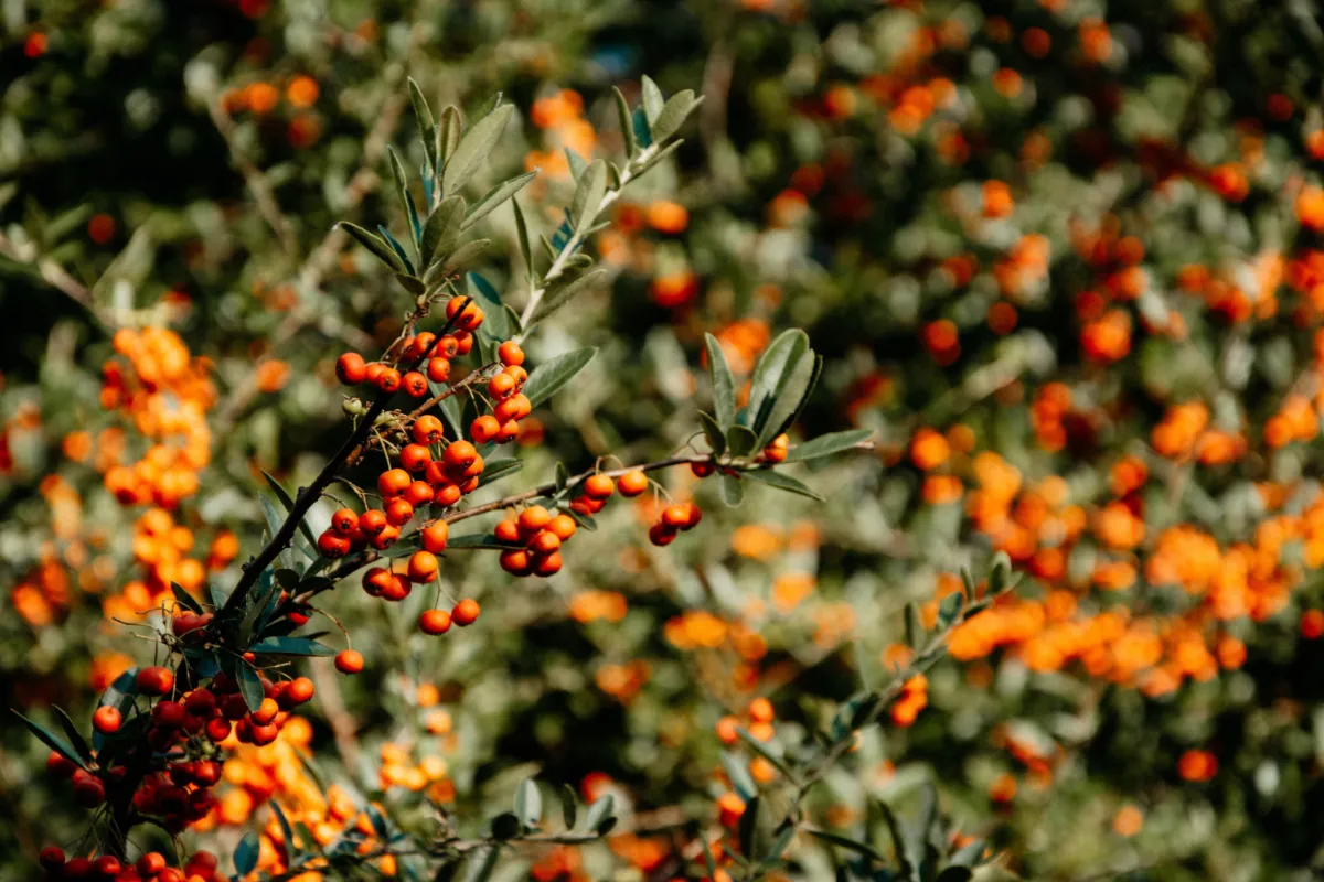 A closeup shot of sea buckthorns