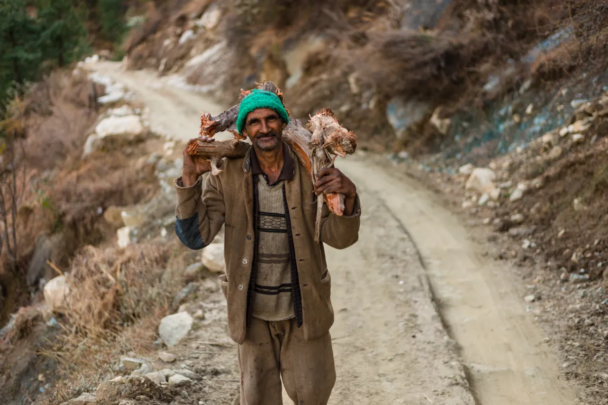 Unidentified himachali old man Man Carrying Wood in Himalayas