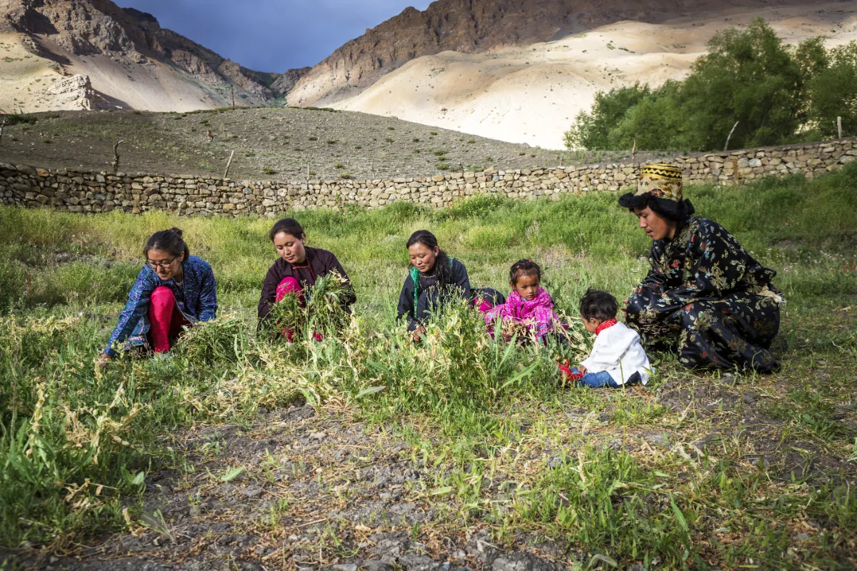 family working in backyard kitchen in traditional way sitting on grounds near kaza, spiti valley
