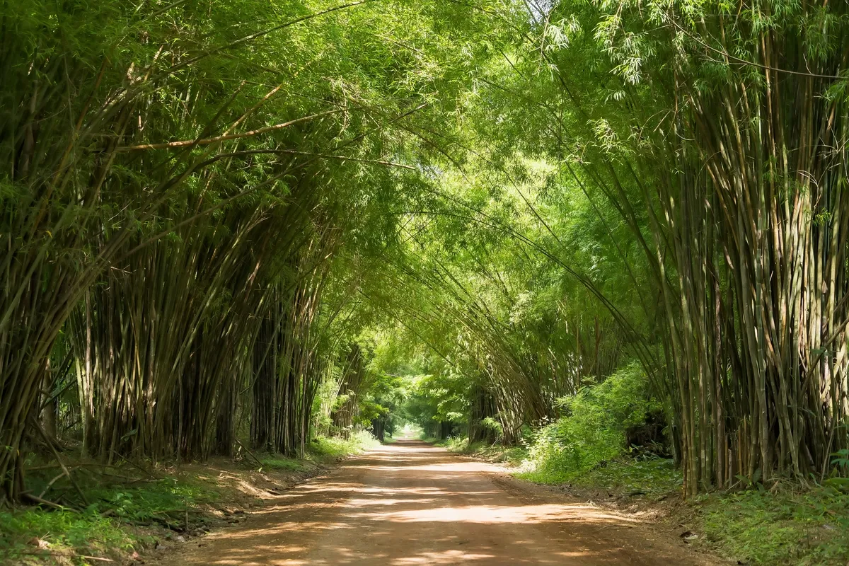 Tree Tunnel